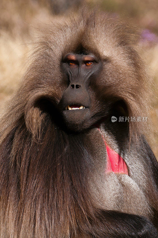 A male Gelada looking  in the Simien Mountains - Ethiopia